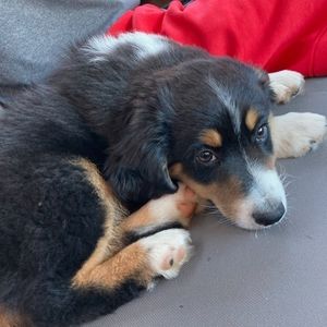 Meet your Posher, Jason